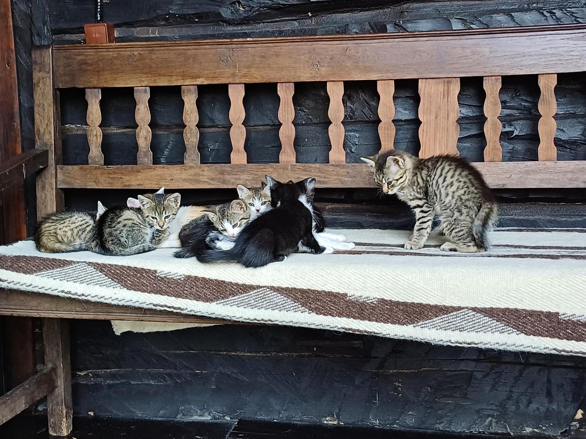 Casuta Din Valea Regilor Villa Gradistea de Munte Dış mekan fotoğraf